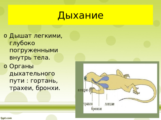 Дыхание Дышат легкими, глубоко погруженными внутрь тела. Органы дыхательного пути : гортань, трахеи, бронхи.   