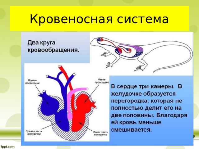 Кровеносная система 