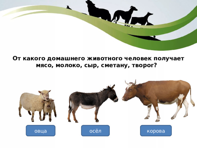 От какого домашнего животного человек получает мясо, молоко, сыр, сметану, творог? корова овца осёл 