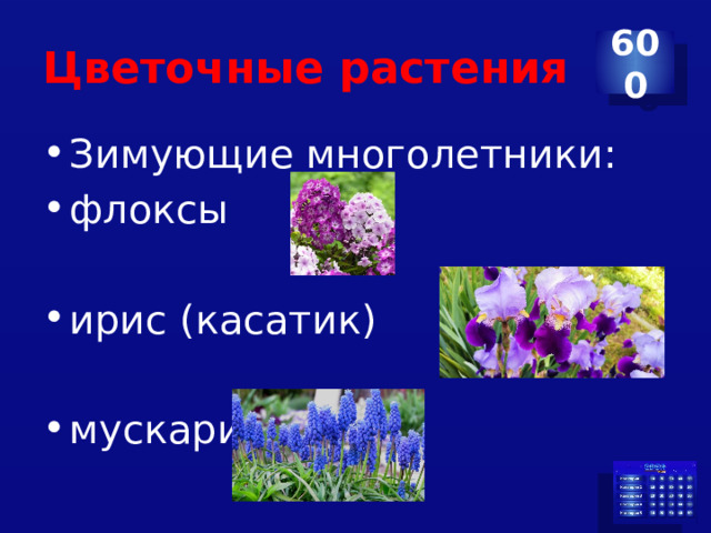 Цветочные растения 600 Зимующие многолетники: флоксы ирис (касатик) мускари 