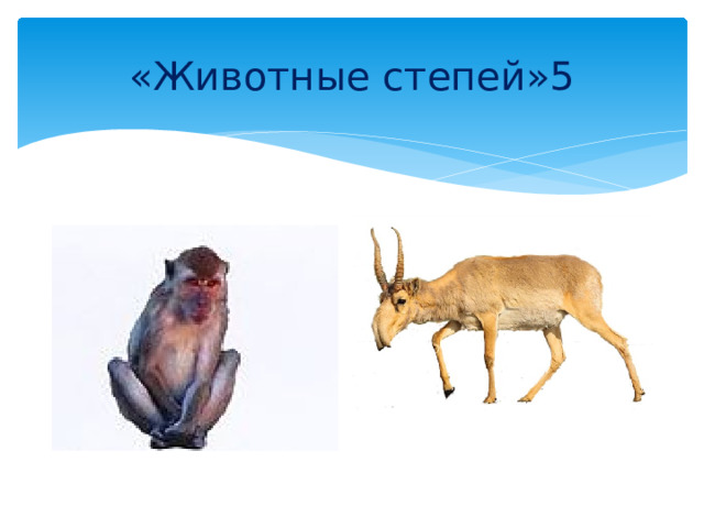 «Животные степей»5 
