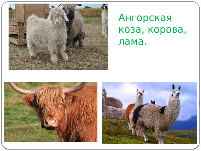 Ангорская коза, корова, лама. 