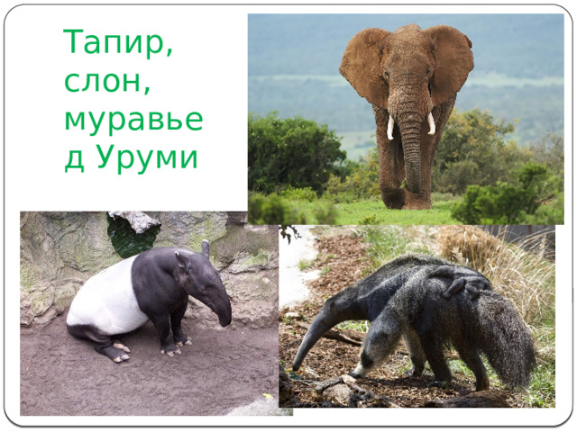 Тапир, слон, муравьед Уруми 