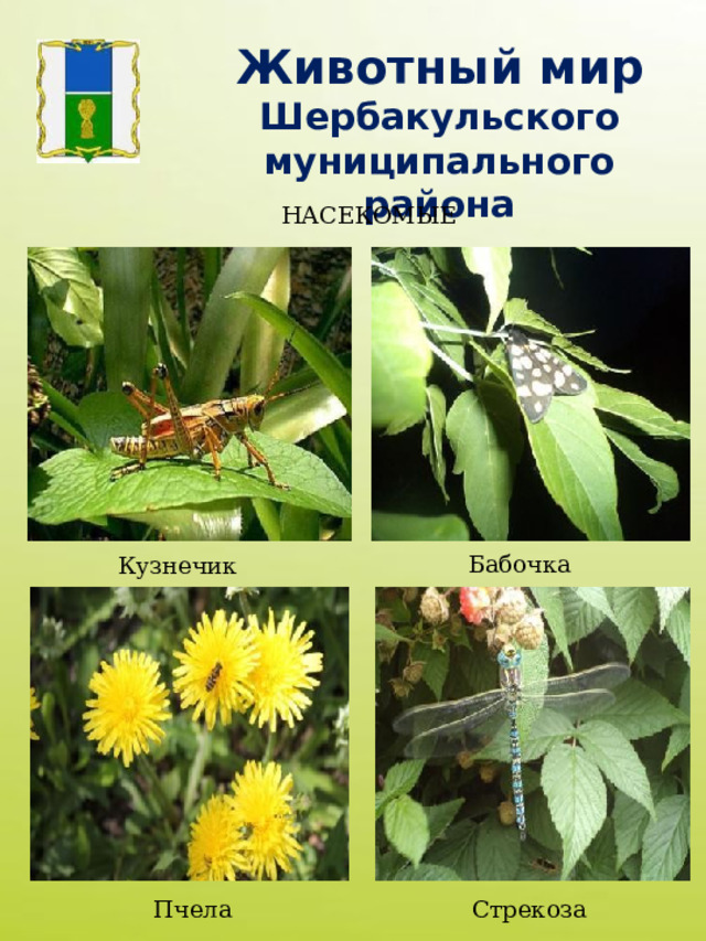 Животный мир Шербакульского муниципального района НАСЕКОМЫЕ Бабочка Кузнечик Пчела Стрекоза 