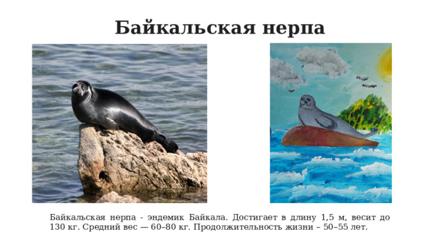 Байкальская нерпа Байкальская нерпа - эндемик Байкала. Достигает в длину 1,5 м, весит до 130 кг. Средний вес — 60–80 кг. Продолжительность жизни – 50–55 лет.  
