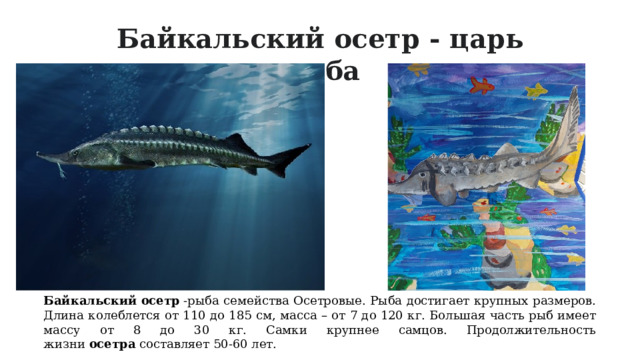 Байкальский осетр - царь рыба Байкальский   осетр  -рыба семейства Осетровые. Рыба достигает крупных размеров. Длина колеблется от 110 до 185 см, масса – от 7 до 120 кг. Большая часть рыб имеет массу от 8 до 30 кг. Самки крупнее самцов. Продолжительность жизни  осетра  составляет 50-60 лет. 