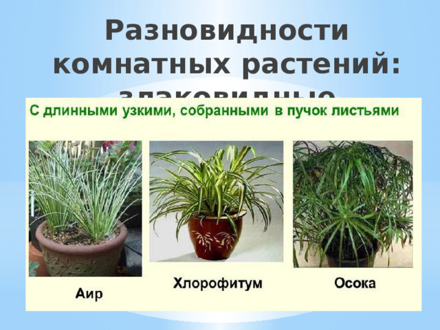 Разновидности комнатных растений: злаковидные 