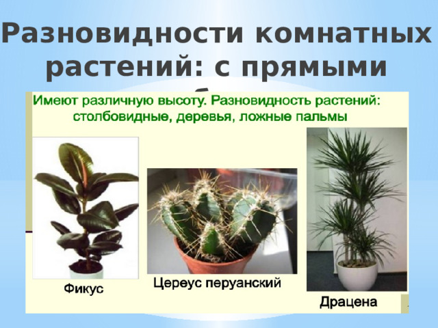 Разновидности комнатных растений: с прямыми стеблями 