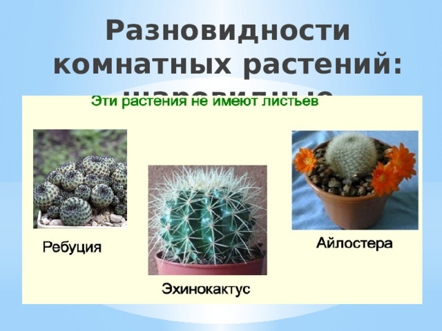 Разновидности комнатных растений: шаровидные 