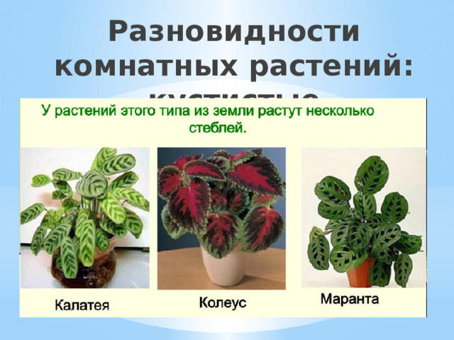 Разновидности комнатных растений: кустистые 