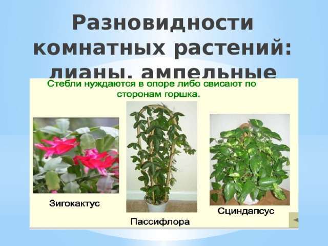Разновидности комнатных растений: лианы, ампельные 