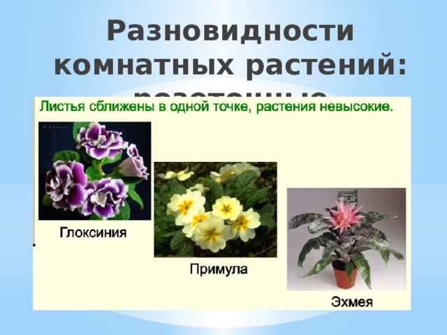Разновидности комнатных растений: розеточные 