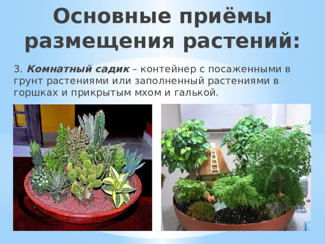 Основные приёмы размещения растений: 3. Комнатный садик – контейнер с посаженными в грунт растениями или заполненный растениями в горшках и прикрытым мхом и галькой. 