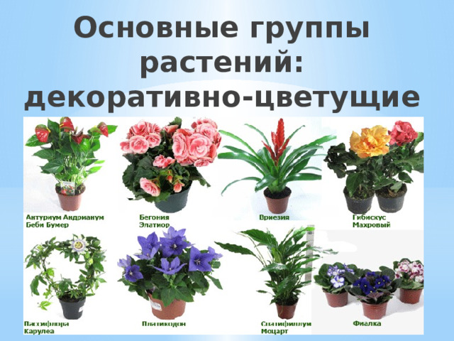 Основные группы растений:  декоративно-цветущие комнатные (долговечные) 