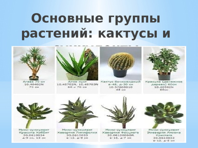 Основные группы растений: кактусы и суккуленты   