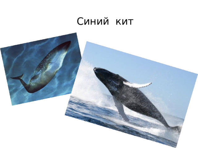  Синий кит 