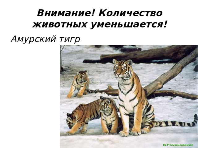 Внимание! Количество животных уменьшается! Амурский тигр 