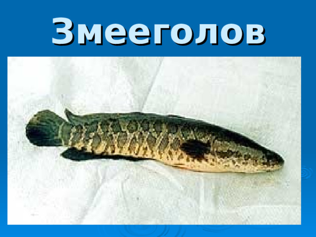 Змееголов 