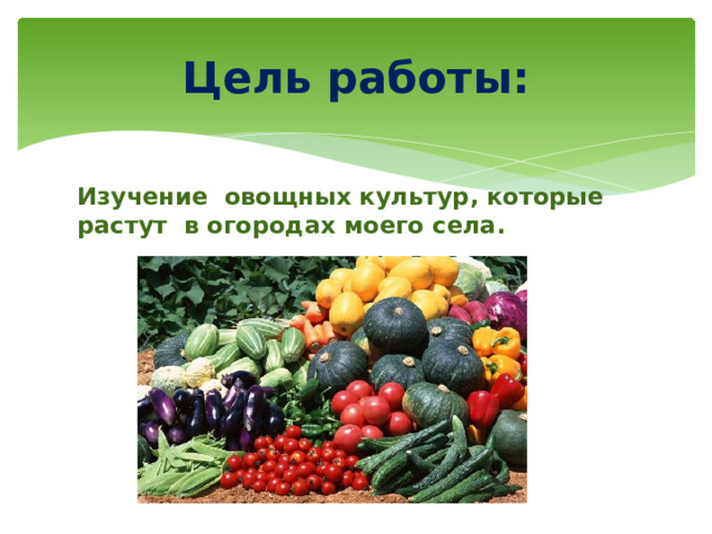 Цель работы: Изучение овощных культур, которые растут в огородах моего села. 