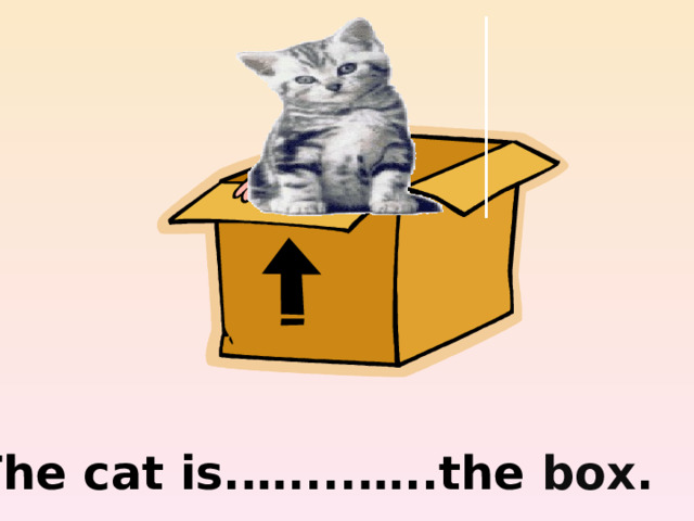 in  The cat is.…....…..the box . 