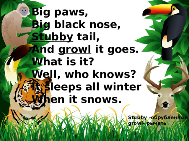 Big paws, Big black nose, Stubby tail, And growl it goes. What is it? Well, who knows? It sleeps all winter When it snows. Stubby –обрубленный growl- рычать 
