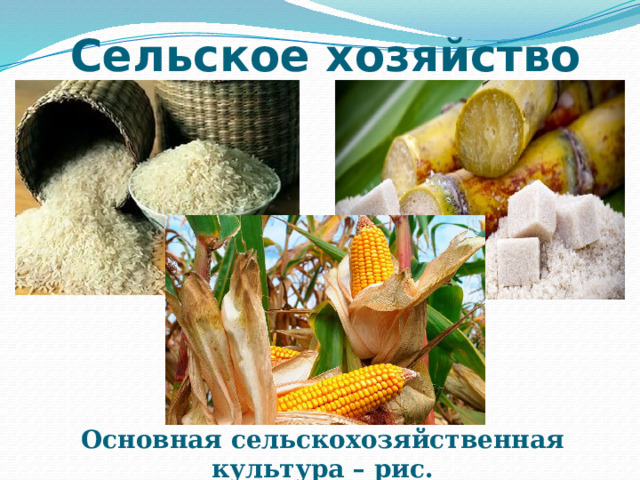 Сельское хозяйство Основная сельскохозяйственная культура – рис. 