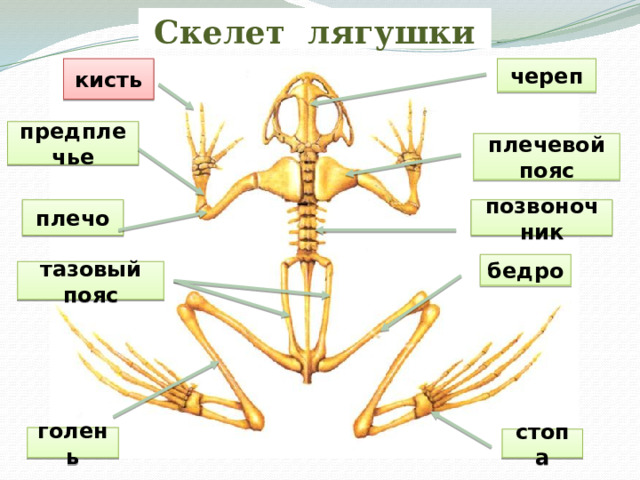 Скелет лягушки кисть череп предплечье плечевой пояс позвоночник плечо бедро тазовый пояс голень стопа 