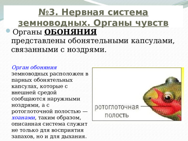 № 3. Нервная система земноводных. Органы чувств Органы ОБОНЯНИЯ представлены обонятельными капсулами, связанными с ноздрями.   Орган обоняния  земноводных расположен в парных обонятельных капсулах, которые с внешней средой сообщаются наружными ноздрями, а с ротоглоточной полостью — хоанами , таким образом, описанная система служит не только для восприятия запахов, но и для дыхания. 