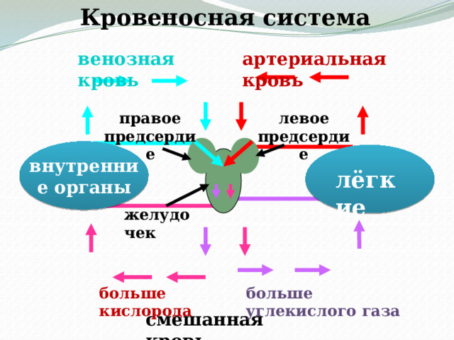 Кровеносная система венозная кровь артериальная кровь левое предсердие правое предсердие внутренние органы лёгкие желудочек больше  кислорода больше углекислого газа смешанная кровь 