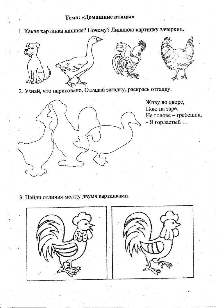 Домашние птицы для детей