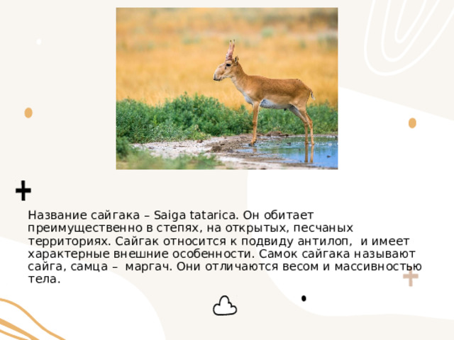 Название сайгака – Saiga tatarica. Он обитает преимущественно в степях, на открытых, песчаных территориях. Сайгак относится к подвиду антилоп, и имеет характерные внешние особенности. Самок сайгака называют сайга, самца – маргач. Они отличаются весом и массивностью тела. 