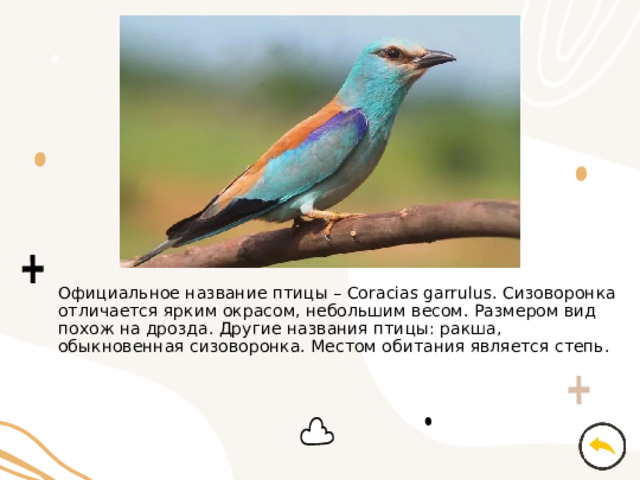 Официальное название птицы – Coracias garrulus. Сизоворонка отличается ярким окрасом, небольшим весом. Размером вид похож на дрозда. Другие названия птицы: ракша, обыкновенная сизоворонка. Местом обитания является степь. 