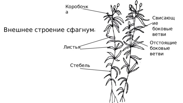 Коробочка Свисающие боковые ветви Внешнее строение сфагнума Отстоящие боковые ветви Листья Стебель 