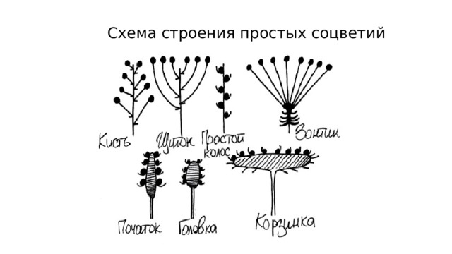 Схема строения простых соцветий 