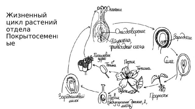 Жизненный цикл растений отдела Покрытосеменные 