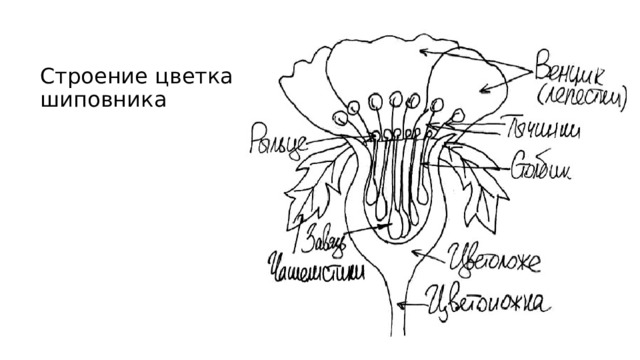 Строение цветка  шиповника 