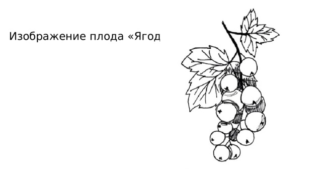 Изображение плода «Ягода» 
