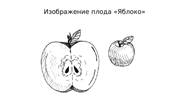 Изображение плода «Яблоко» 