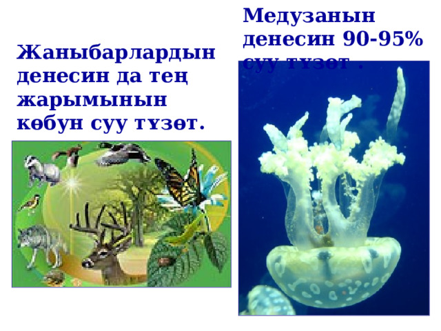 Медузанын денесин 90-95% суу тʏзɵт . Жаныбарлардын денесин да тең жарымынын кɵбун суу тʏзɵт. 