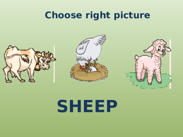 Choose right picture SHEEP 