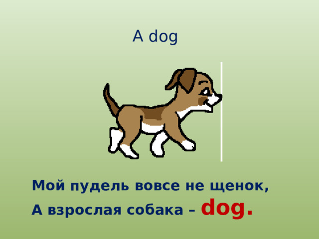 A  dog Мой пудель вовсе не щенок, А взрослая собака – dog. 