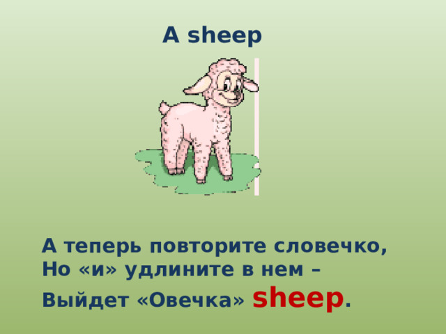 A sheep А теперь повторите словечко, Но «и» удлините в нем – Выйдет «Овечка» sheep . 
