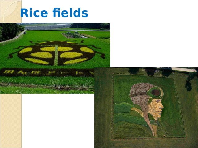 Rice fields 