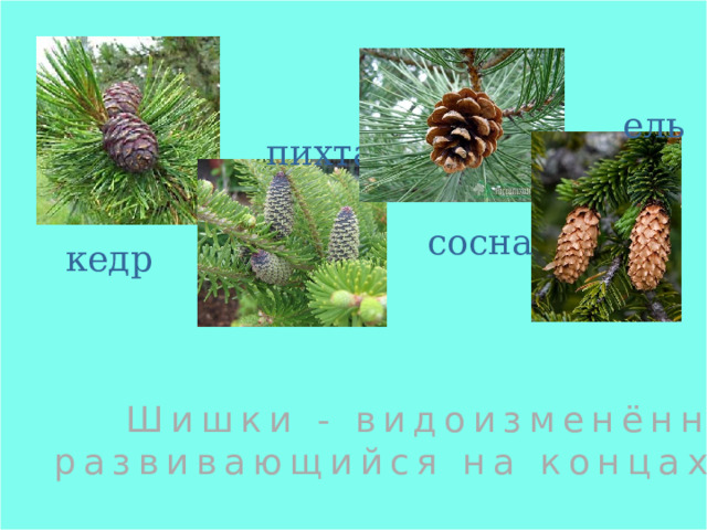ель пихта сосна кедр Шишки - видоизменённый побег, развивающийся на концах веток хвои. 