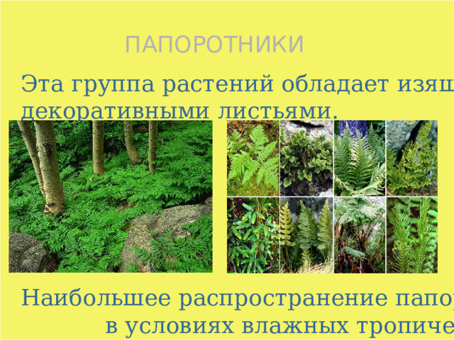 ПАПОРОТНИКИ Эта группа растений обладает изящными декоративными листьями. Наибольшее распространение папоротники получили в условиях влажных тропических лесов. 