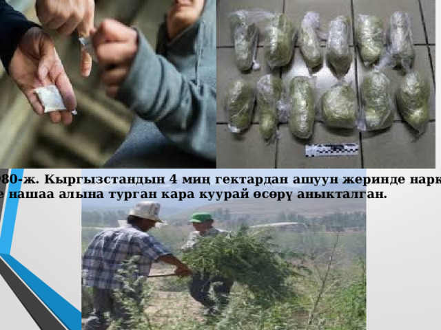 1980-ж. Кыргызстандын 4 миң гектардан ашуун жеринде наркотик же нашаа алына турган кара куурай өсөрү аныкталган.   