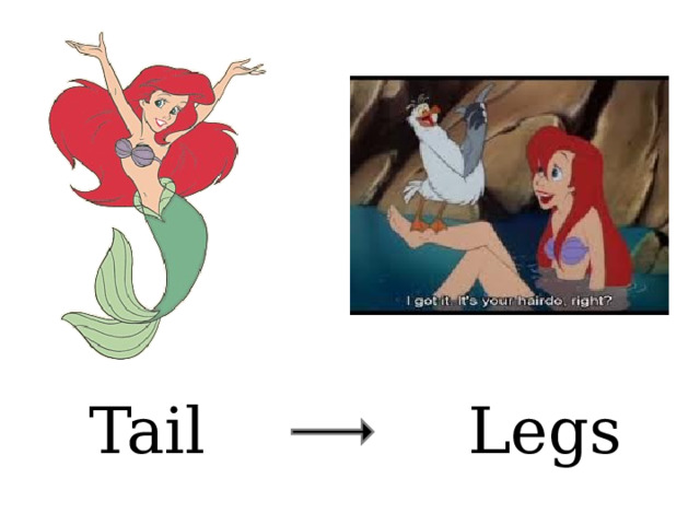 Legs Tail 