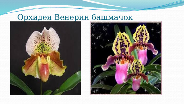 Орхидея Венерин башмачок 