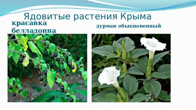 Ядовитые растения Крыма дурман обыкновенный красавка белладонна 