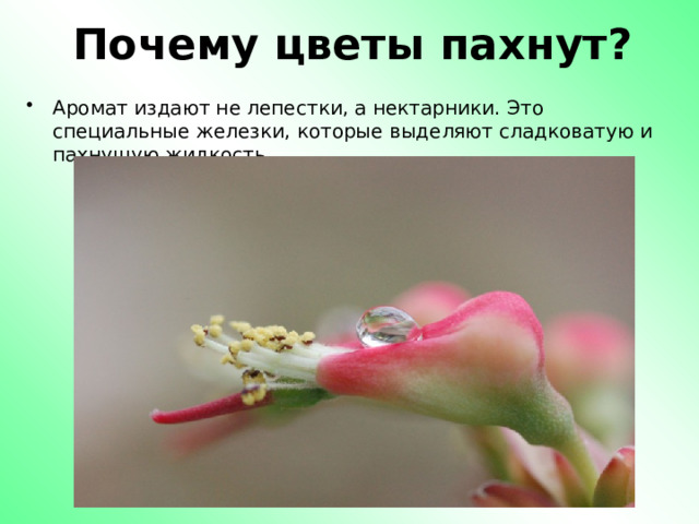 Почему цветы пахнут? Аромат издают не лепестки, а нектарники. Это специальные железки, которые выделяют сладковатую и пахнущую жидкость. 